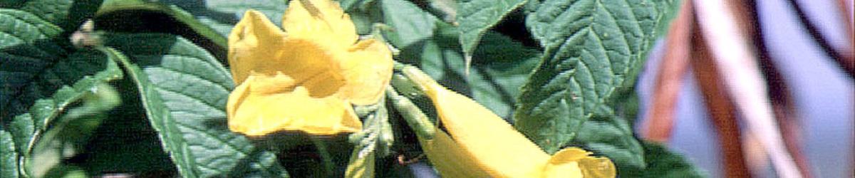 Yellow bell flowers with seed pods