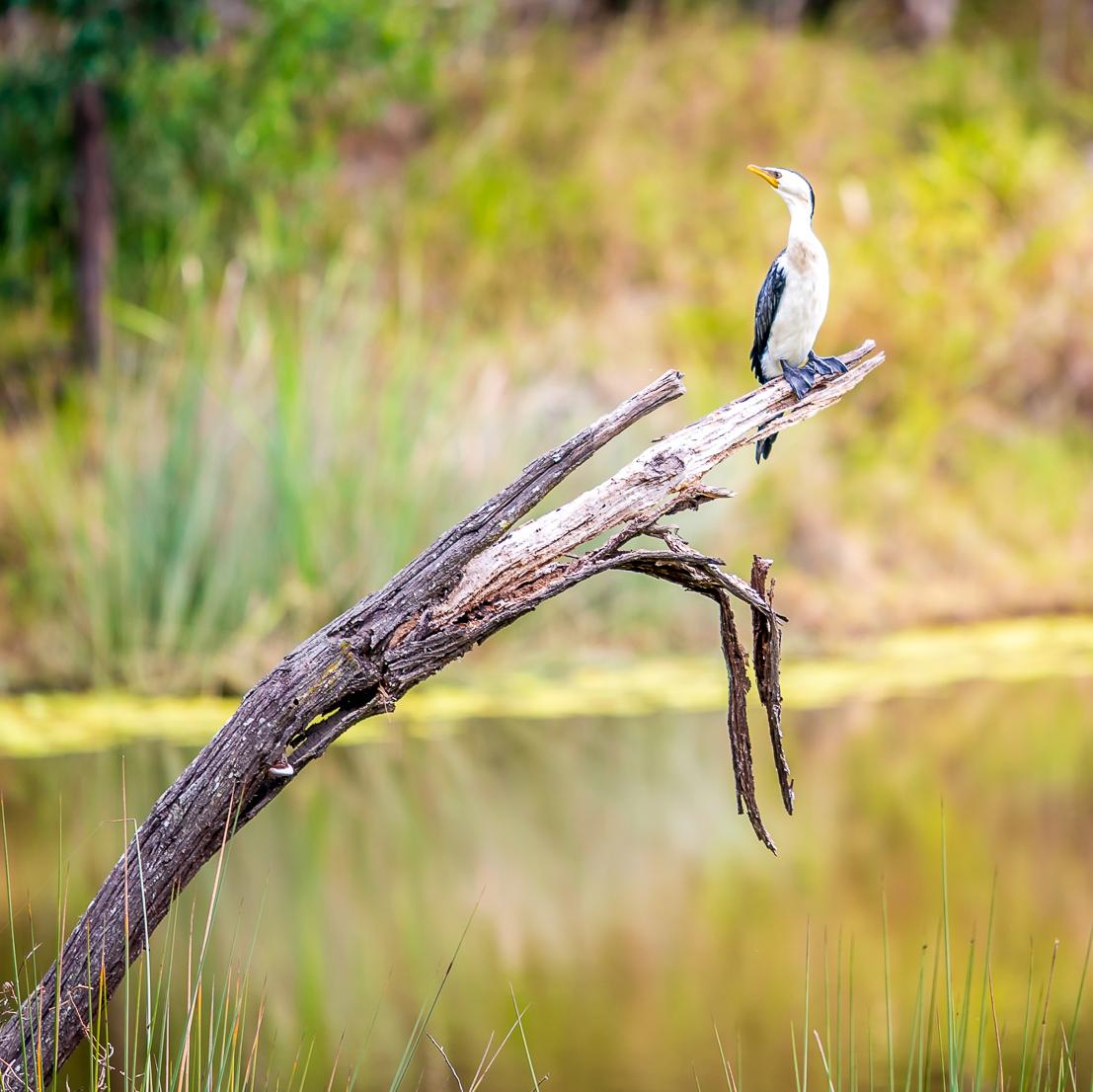 A bird on a branch at Berrinba Wetlands