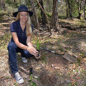 This is an image of Councillor Miriam Stemp planting spiny-head mat-rush and large leaf hop bush in Logan's Cornubia Forest Park.