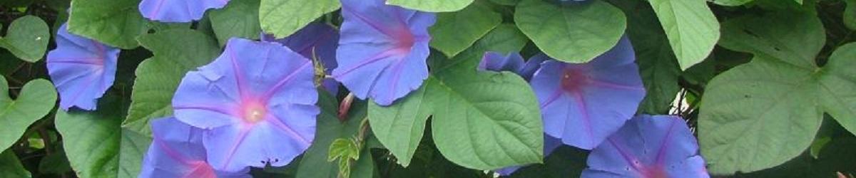 Large blue to mauve flowers on green leafy vine