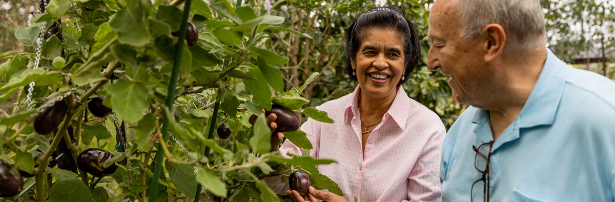 Elderly man and woman pick small purple vegetable off a green vine