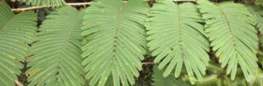 A green shrub with long leaves with prickles on the branches