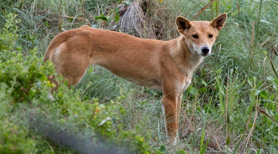 A tan coloured dingo standing in bushland
