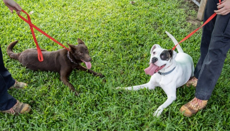 Two dogs on leashes with their tongues out