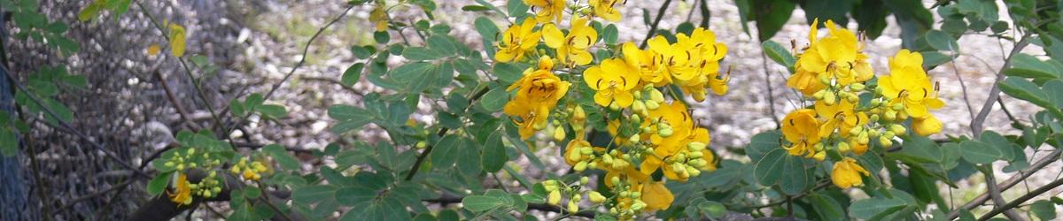 Easter Cassia with bright yellow clustered flowers