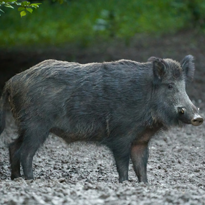 Feral pig standing in mud
