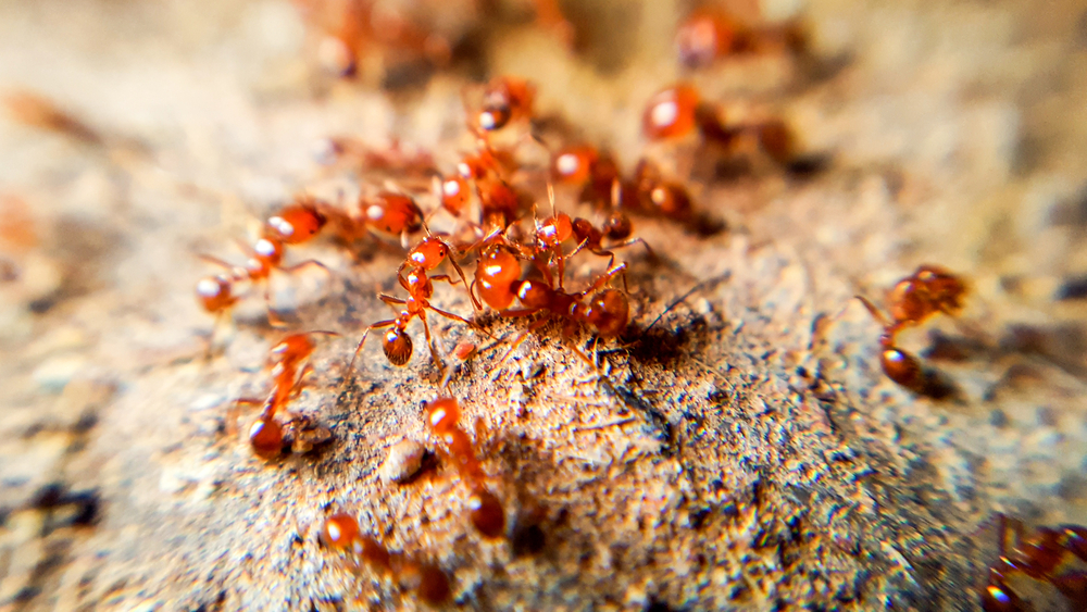 a small ant of about 2 to 6 mm copper brown in colour with a darker abdomen