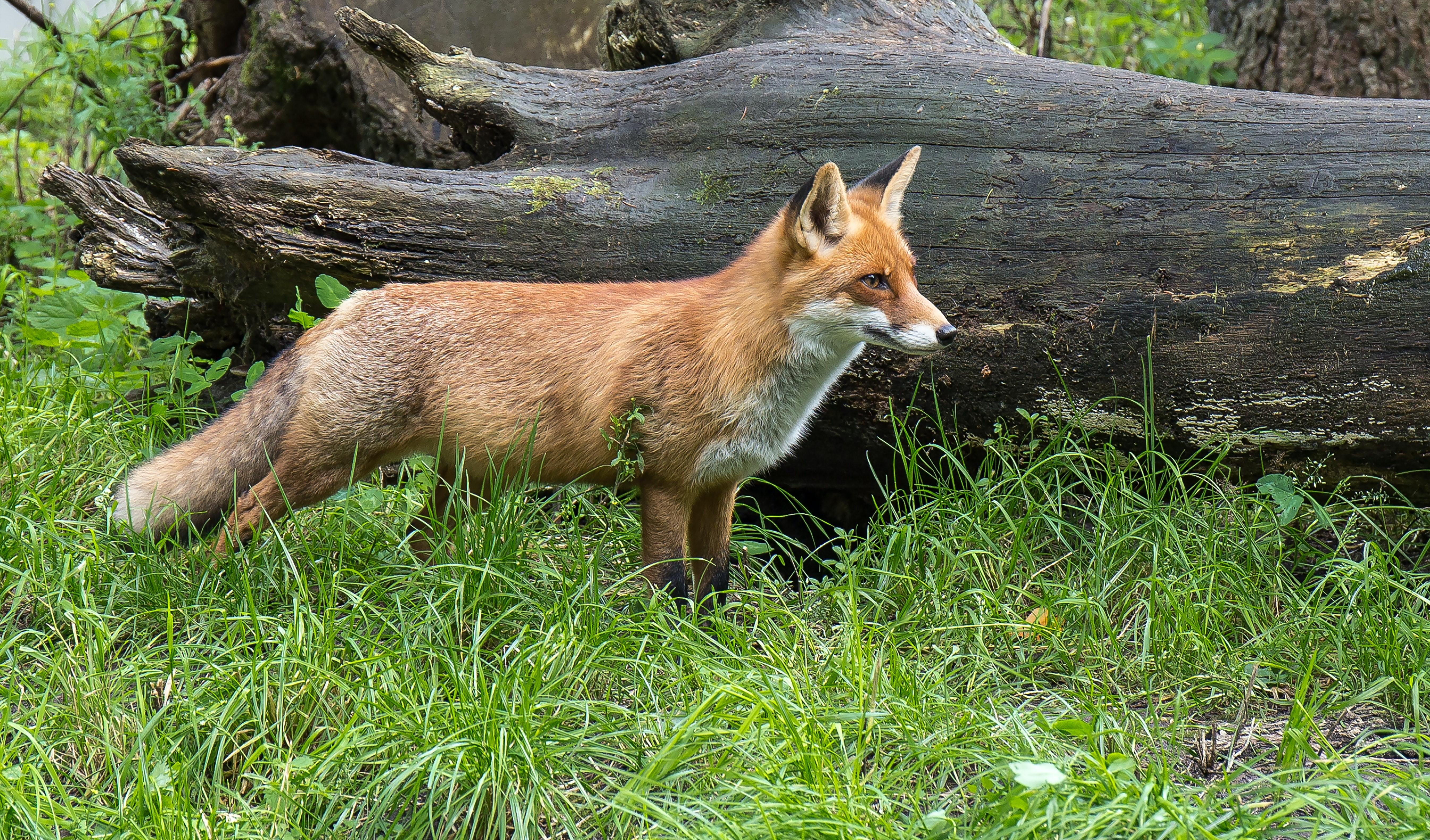 A red fox in the bushland with a log in the background