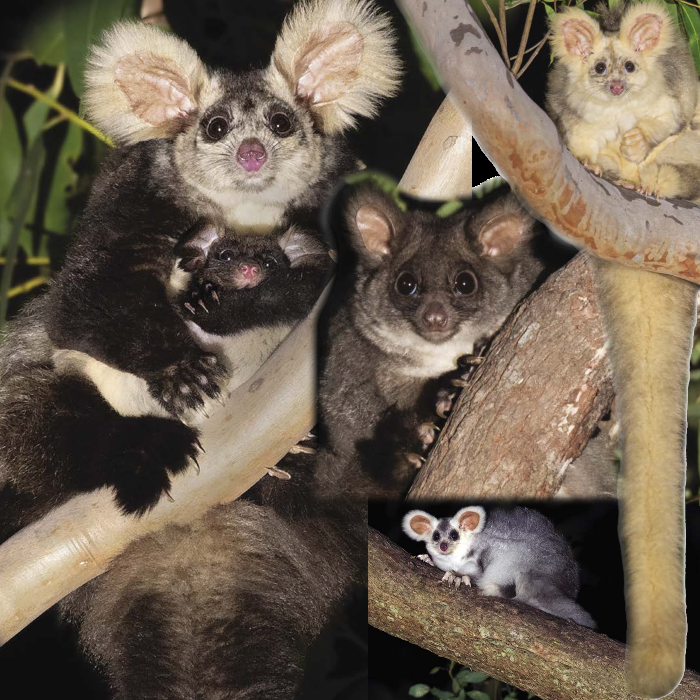 Greater glider montage showing very long furry tail, fluffy ears, and a possum-like face.