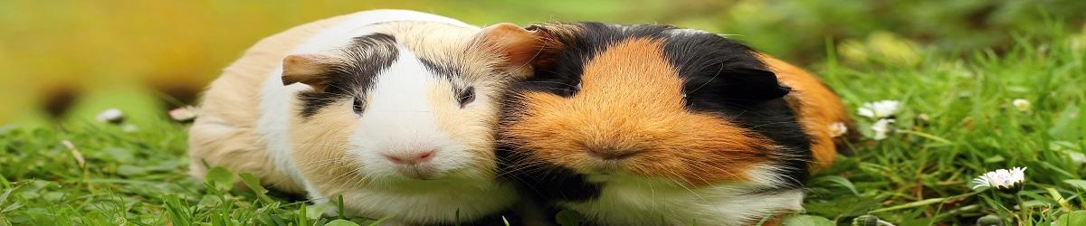 cream, black and white guinea pigs sitting next to a ginger and black guinea pig in the grass surrounded by little white flowers.