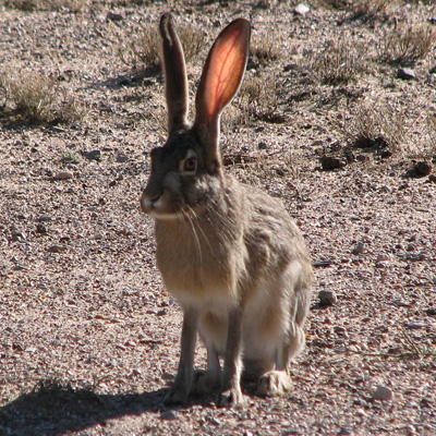 Grey hare sitting