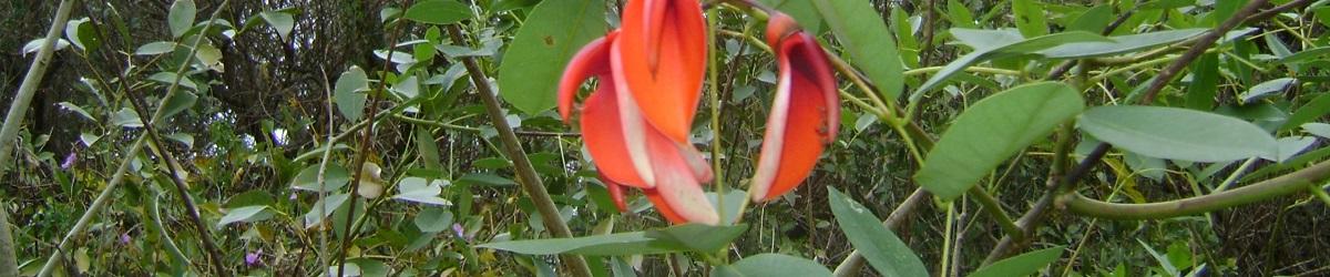Indian coral tree with orange / red flowers and green leaflets