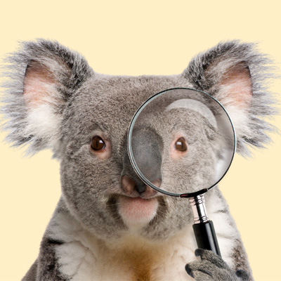 Koala looking through a magnifying glass