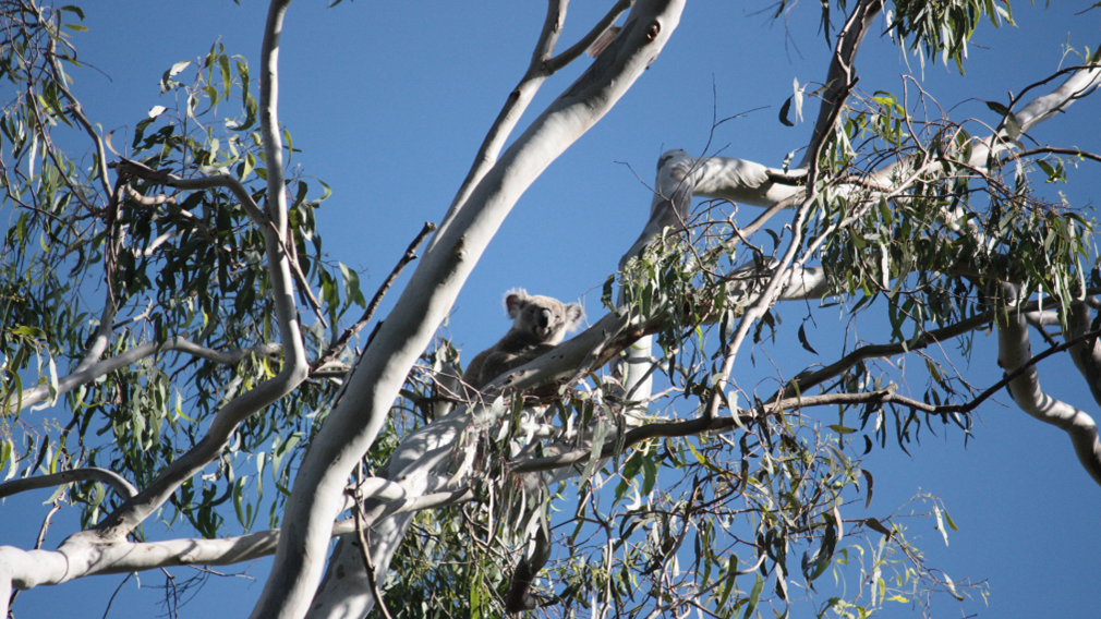 A koala sitting in a tree