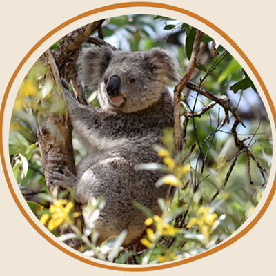 Koala in flowering gumtree
