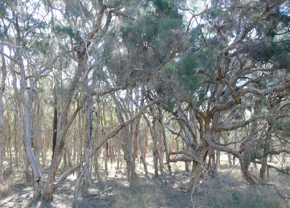 Melaleuca irbyana (Swamp tea tree) community of trees in a swamp land
