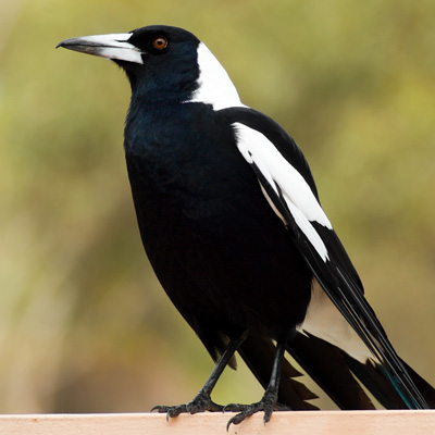 Magpie standing on fence