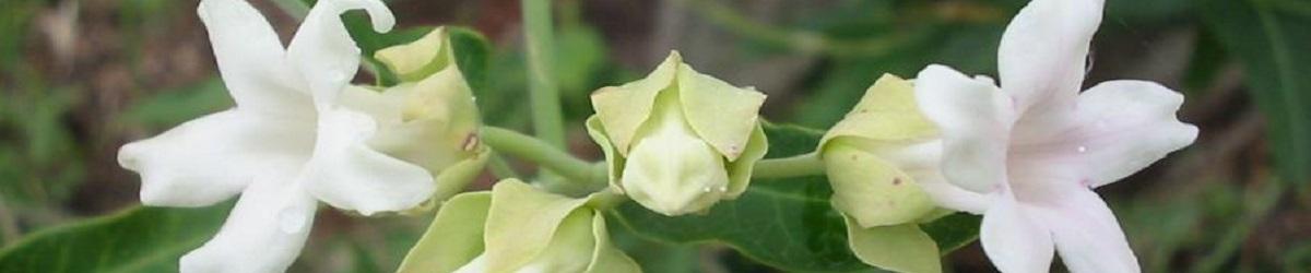 Two white moth vine flowers