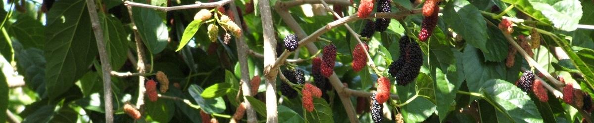 Mulberry tree up close with oblong deep purple berries