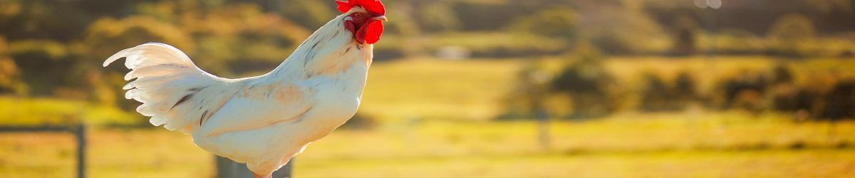 Picture of a white rooster standing on a fence post with grass fields in the background