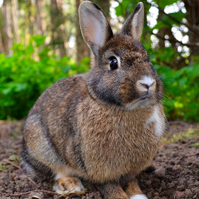 Grey rabbit crouching on forest floor