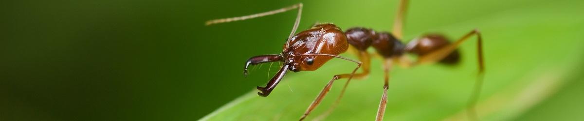 Picture of red fire ant on leaf