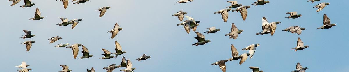 Flock of racing pigeons flying in the blue sky