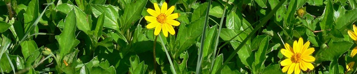 Singapore daisy plant. Vibrant green leaves with two yellow flowers