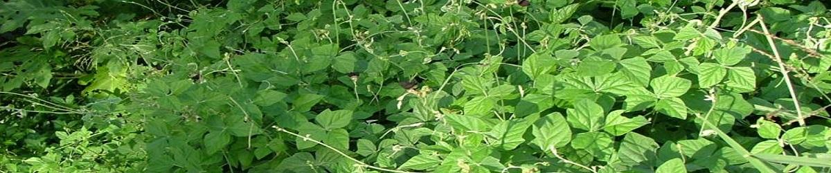 Siratro infestation. Bright green leaves with small, purple flowers