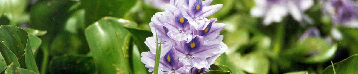 Water hyacinth in flower. Dark green leaves with purple and yellow flowers