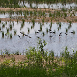 birds at Cedar Grove Environmental Centre