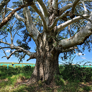 A photograph of a gnarly blue gum at Cedar Grove is estimated to be 247 years old.