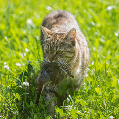 Feral cat with a bird in its mouth