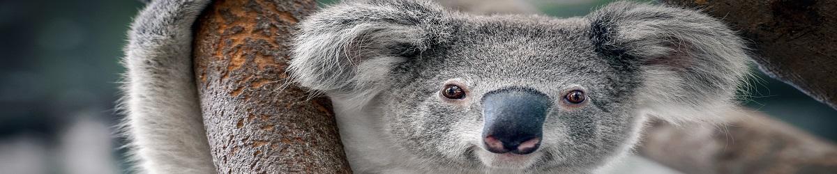 Picture of koala